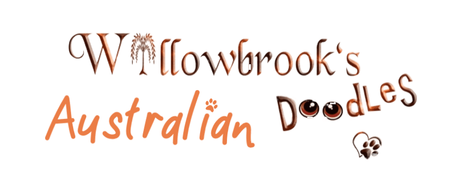 Willowbrook's Australian Doodles